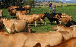 SC pagará até R$ 40 mil para incentivar projetos de produtores de leite