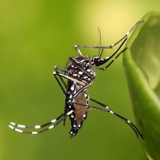 Itapiranga tem o primeiro caso de Dengue contraído dentro do município
