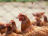 “China suspende compra de frango brasileiro”, diz Fávaro à CNN