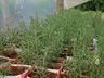 Viveiro de plantas de Guaraciaba tem produzido de 10 a 12 mil mudas por ano
