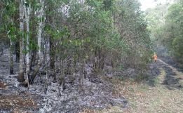 Incêndio queima cerca de dois hectares de reflorestamento em Cunha Porã