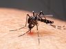 Primeiros meses do ano têm queda de 83% nos casos de dengue em SC