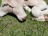 Bezerra com duas cabeças nasce em propriedade rural de Belmonte