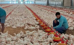 Agronegócio catarinense bate recordes com exportações de frango e suínos