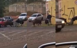 VÍDEO: porco morde motoboy violentamente durante entrega