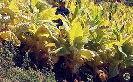 Plantio de fumo segue sendo alternativa de renda para agricultores