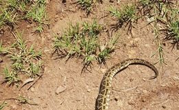 Homem morre após ser picado por cobra Jararaca em Coronel Bicaco