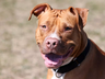 União Catarinense dos Direitos dos Animais apoia decreto sobre pit bulls em SC