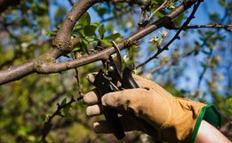 Epagri orienta sobre poda de árvores frutíferas no inverno