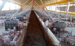 Estoque de carne suína prejudica produtores em SC