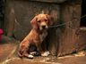 Alesc aprova projeto que prevê perda da guarda de animais vítimas de maus-tratos