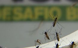Em epidemia, São José do Cedro registra quase 200 casos confirmados de Dengue