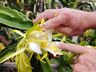 Produtor de pitayas de São José do Cedro comemora safra