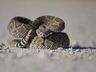 Conheça as 4 cobras peçonhentas típicas de SC que podem ‘parar o seu cérebro’