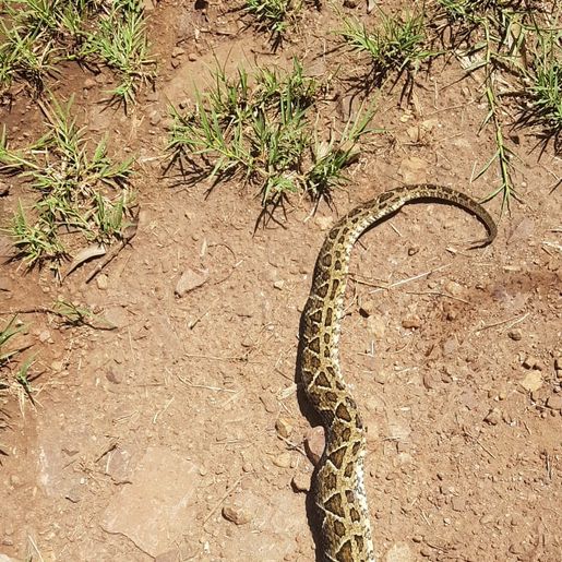 Homem morre após ser picado por cobra Jararaca em Coronel Bicaco
