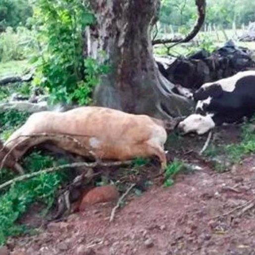 Raio mata animais e deixa mulher ferida no Oeste