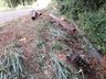 Pena de motorista que causou acidente fatal pode chegar a 12 anos de prisão