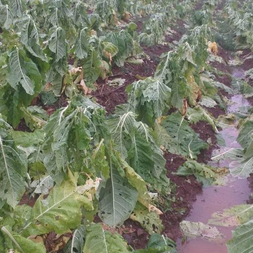 Agricultor relata prejuízo superior a R$ 100 mil com temporal  no interior de Itapiranga