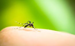 São Miguel do Oeste contabiliza quase 90 focos de Dengue
