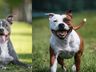 Governo de SC impõe restrições à criação e circulação de pit bulls