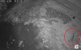Câmeras flagram possível onça no interior de São Miguel do Oeste