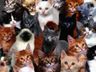 Protetora de gatos recebe indenização de R$ 120 mil