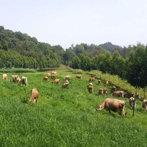 EPAGRI organiza grande evento sobre bovinocultura de leite no Extremo Oeste 