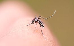 Casos de dengue sobem 43% em São Miguel do Oeste em comparação com 2024