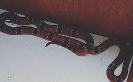 Serpente mais venenosa do Brasil é encontrada em casa de SC