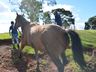 VÍDEO: Relação entre humanos e cavalos traz benefícios para o corpo e mente 