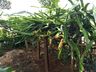 Morador de SJCedro investe no cultivo de pitaya