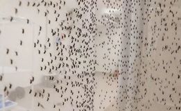 Dengue faz 4.500 vítimas em seis meses e bate recorde histórico no Brasil
