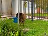 Polícia Militar recebe denuncia anônima de maus-tratos a cachorro em São Miguel do Oeste 