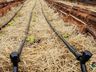 Projeto sobre o cultivo de alface é apresentado em propriedade rural de Mondaí