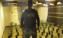 Polícia descobre plantação de supemaconha traficada pelo correio em SC