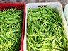 Ex-empresário do ramo frigorífico desempenha atividades com a produção de hortaliças