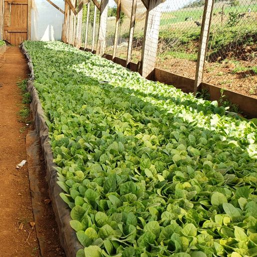 Produtores de Iporã do Oeste relatam satisfação na produção de tabaco há quase 20 anos