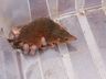 Mãe cuíca e seus filhotes são resgatados em obra da BR-163