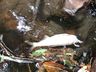 PMA constata poluição e mortandade de peixes em rio de Itapiranga