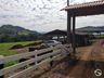 Empreendedor aposta na produção de hortifrutis no interior de Mondaí
