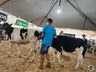 Avaliação de bezerras e novilhas é realizada na 11ª Efrait de Itapiranga