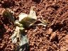Clima prejudica desenvolvimento da plantação de tabaco na região Oeste catarinense