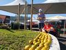 Com grandes atrações, inicia hoje a 18ª Festa da Fruta em Mondaí