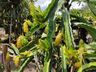 Produtor de pitayas de São José do Cedro comemora safra