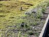 VÍDEO: Moradores reclamam de algazarra em loteamento e cobram rondas da PM