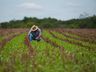 Coopacep atende agricultores com assistência técnica nas propriedades