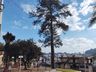 Setor de Meio Ambiente inicia desenvolvimento do projeto de arborização