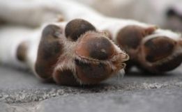 Vigia que abusava de cachorro dentro de creche é condenado em SC