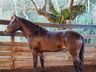 Primeiro encontro do cavalo campeiro marchador será neste final de semana