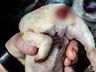 ONGs recolhem cães que tiveram caudas cortadas em São Miguel do Oeste